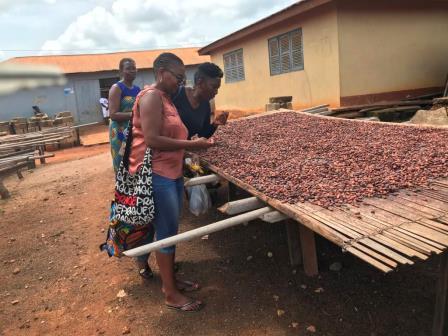 Women inspecting cocoa beans laid out to dry